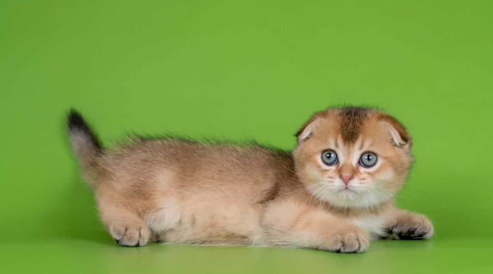 Золотий Шотландський висловухий хлопчик Крістіан