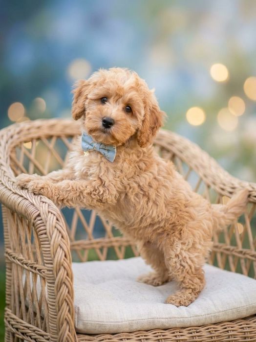 Маю класних цуценят мальтіпу, хлопчиків і дівчаток. Скину фото чи відео мальтипу за вашим запитом