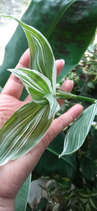 Rośliny doniczkowe kwiaty trzykrotki kolorowe zielone.