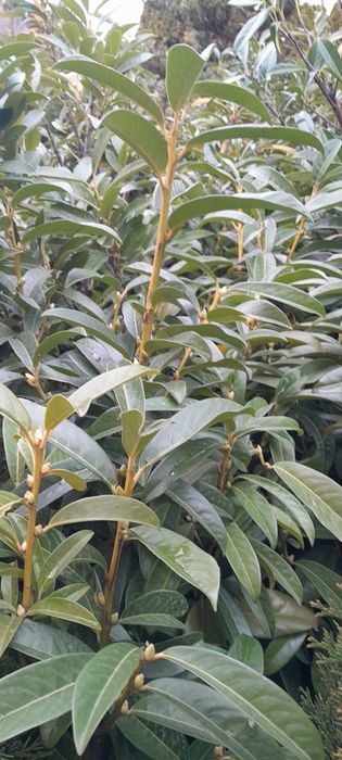 Laurowiśnia 120-150cm ukorzenione, donica