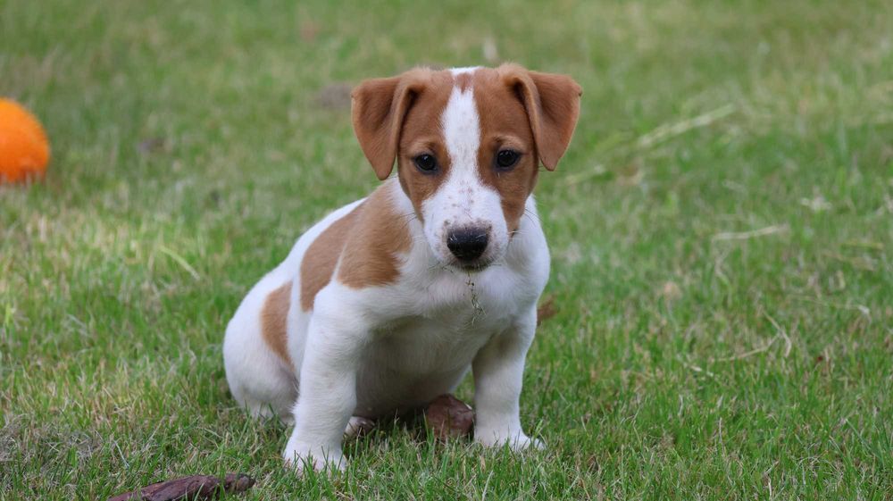 Piesek HARIBO Jack Russell Terrier z hodowli "BREFIO"-gotowy na nowy dom