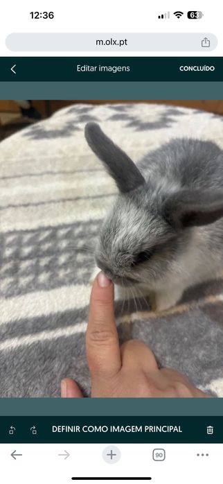 coelho anão bebé lindo muito fofo