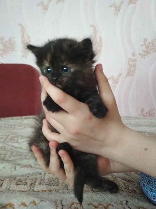 Кошенятко дівчинка