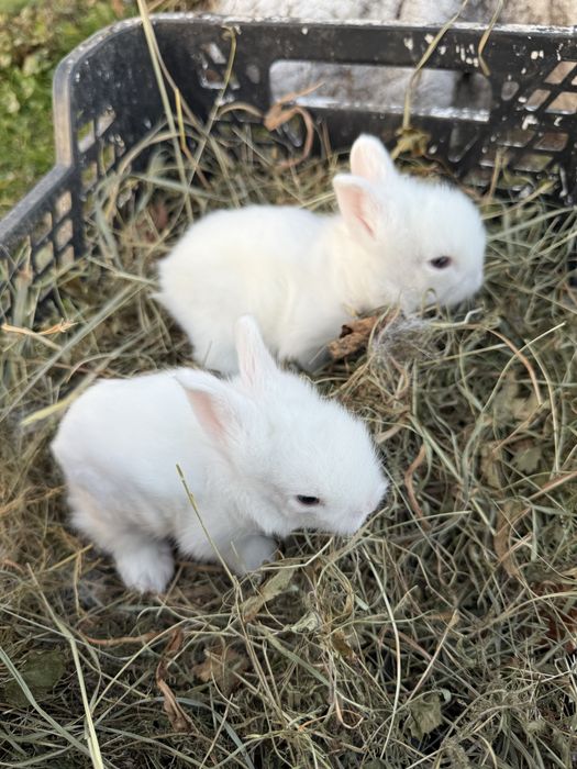 Декоративні кролики
