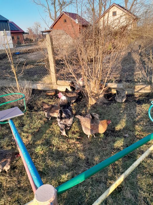 Kogut Brahma / Kura i Kogut Silka