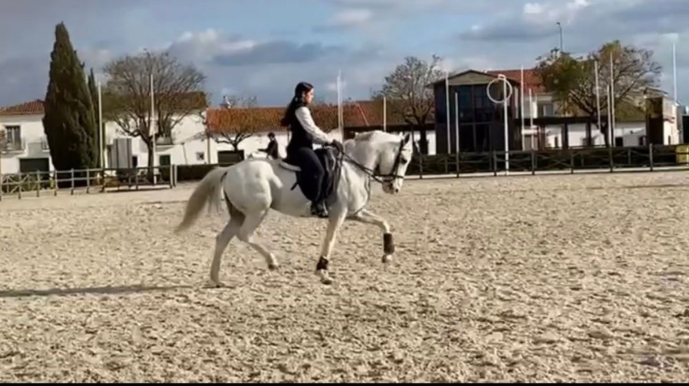 Cavalo lusitano puro