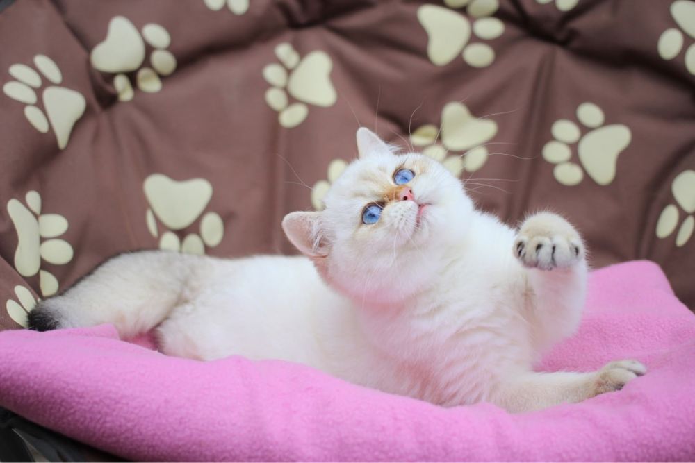 Британский котик по имени Эклер ищет новый дом