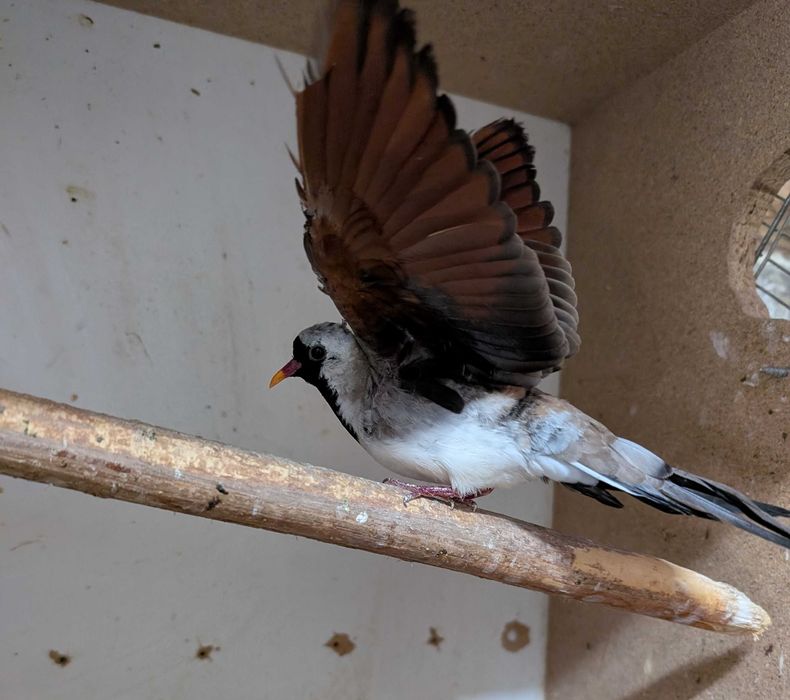 Gołąbek kaplandzki