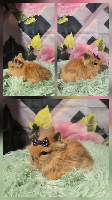Karzełki Teddy Mini