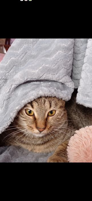 За символічну плату,або на перетримку віддам  в добрі руки кота Максік