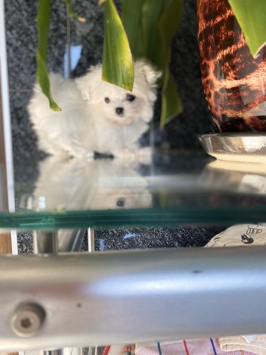 Девочки микро , мини мальтезики