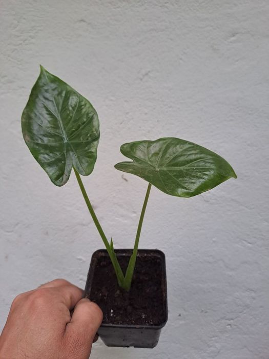 Alokazja Calidora  sadzonki