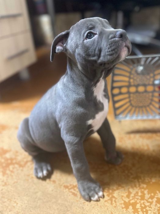 Дівчинка красуня АСТ американського стаффордширського тер'єра блакитна