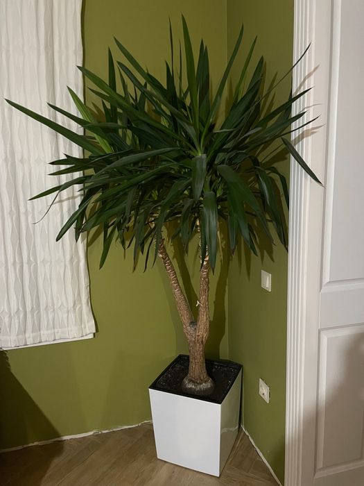 Продам Юка пальма