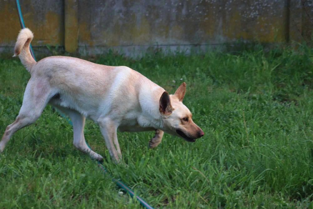 Zdunek – wspaniały towarzysz gotowy na nową rodzinę