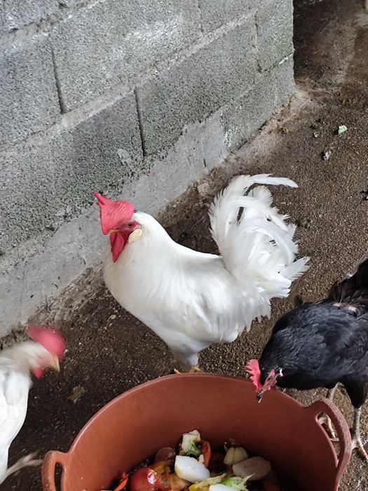 Vendo galos legorne puros