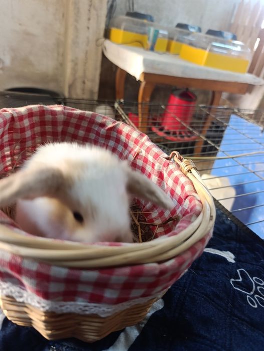 Bebés orelhudos disponíveis