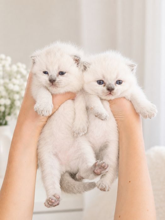 Шотландські кошенята