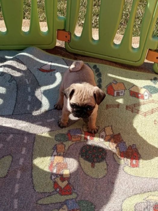 Szczeniak Mops - Dziewczynka