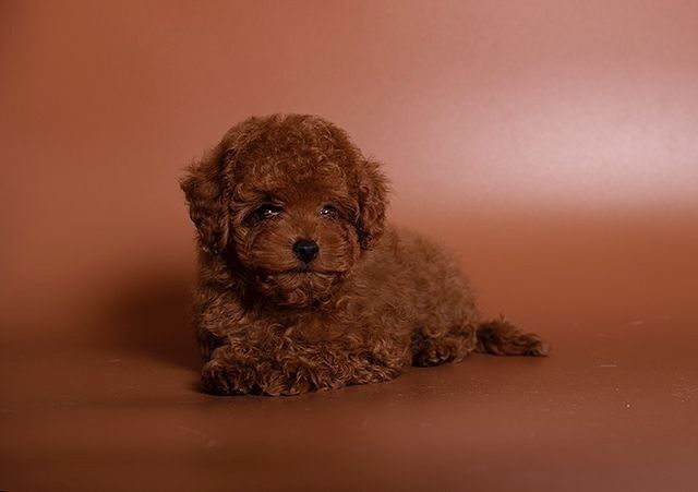 Няшна дівчинка красуня той пудель