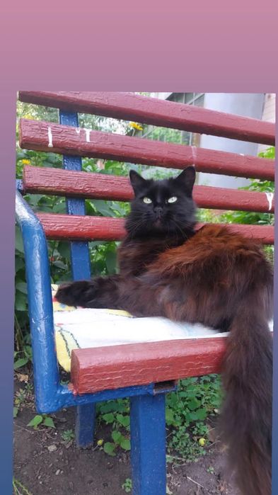 Отдам черную пушистую кошку, 2 года, стерилизована