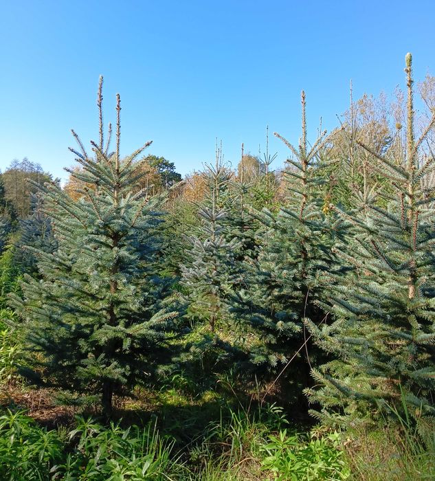 Choinki bożonarodzeniowe