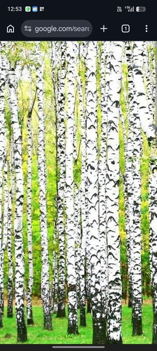 Sok z brzozy. Świeży.