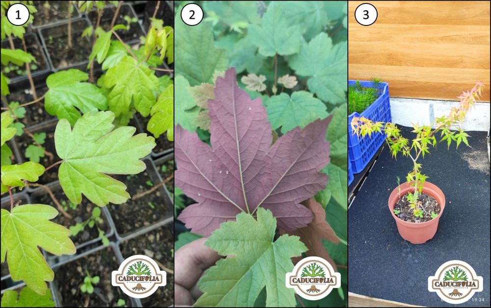 Árvores & Plantas Ornamentais