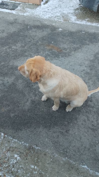 Oddam w dobre ręce 3 letnią suczkę labradora