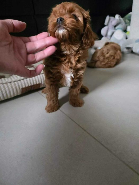 Cavapoo Chłopczyk