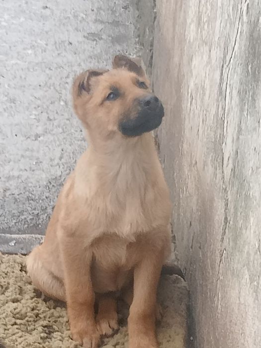 В хорошие руки  отдам