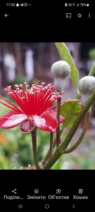 Екзотичні рослини ,цитрусові...