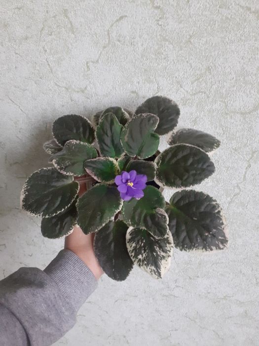 Хлорофітум різдвяник фіалка