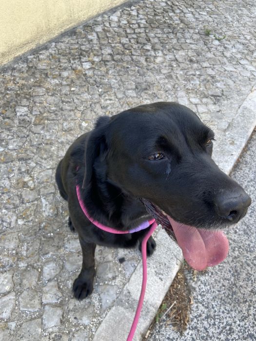 Serviço de Pet Sitting