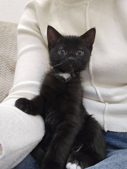 Віддамо кошеня в добрі руки 2-х місячне