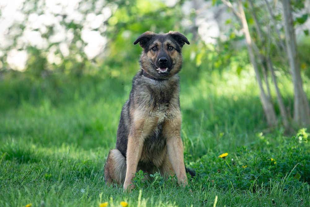 Віддам в добрі руки молодого собаку Сема.