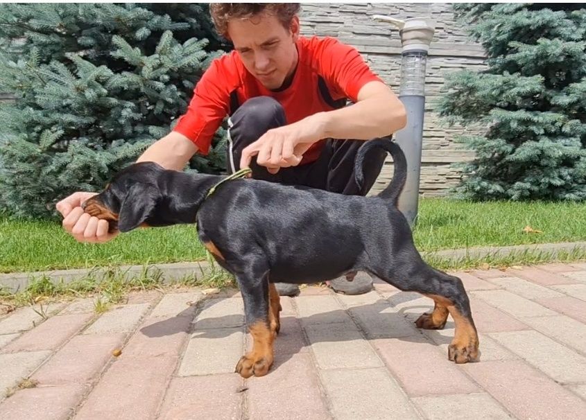 Щенки добермана продам цуценя добермана , розплідник, доставка