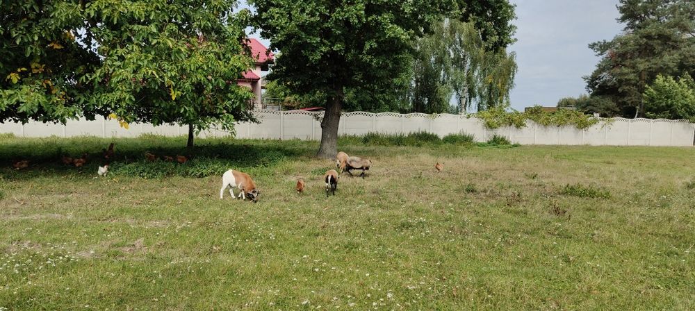 owce kameruńskie