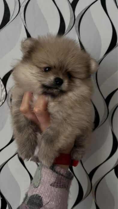 Хлопчик померанського шпіца