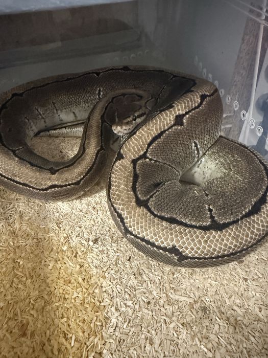 Wąż, węże samica