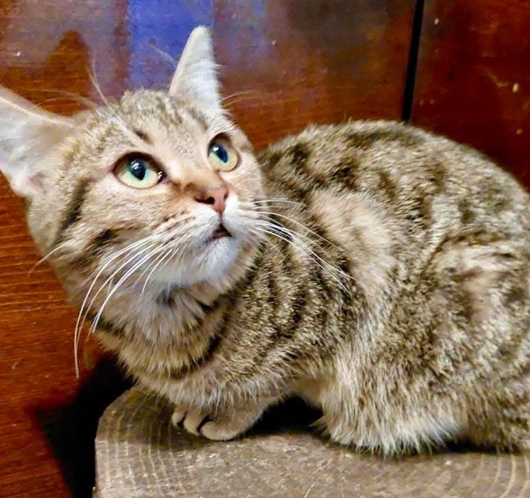 Котики та кошенята шукають родину