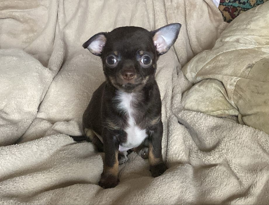 Шоколадный миник