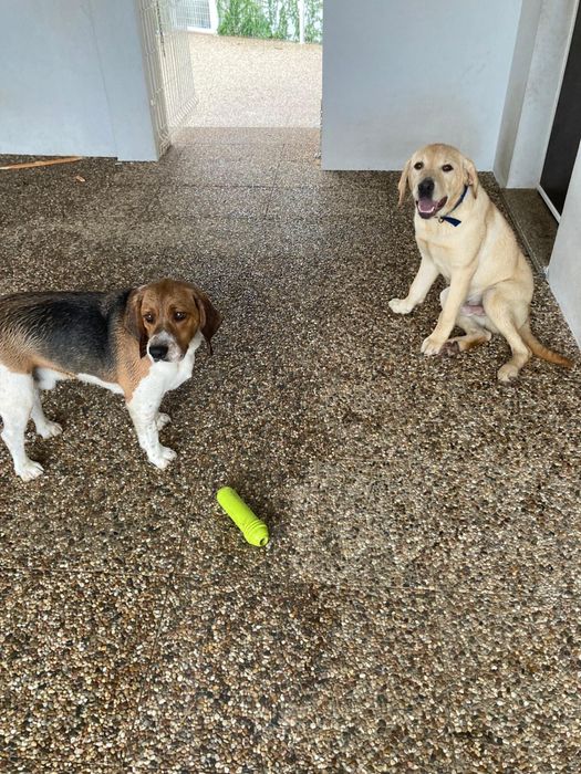 Cães ( Labrador e Beagle)