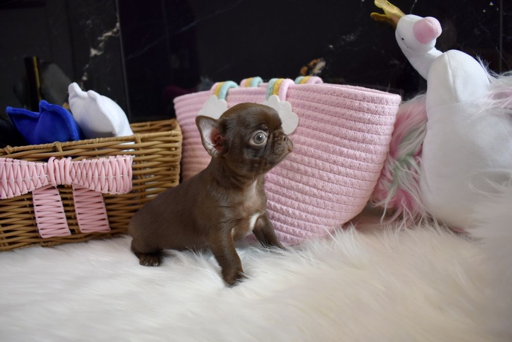 !!ZAREZERWOWANA!!Chihuahua XXS czekoladowa sunia