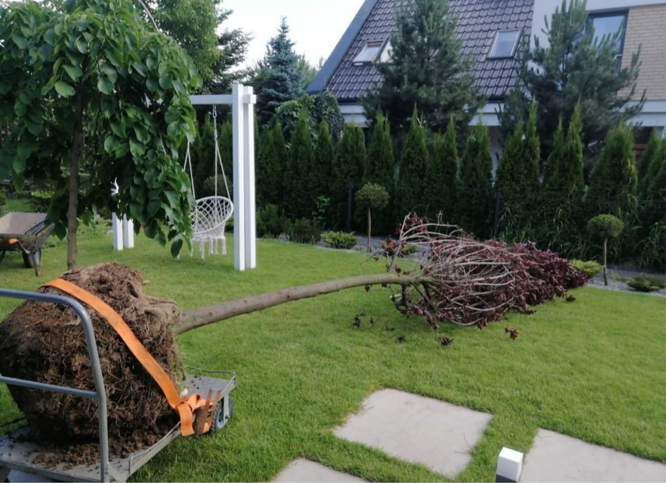 Sadzenie drzew nasadzenia zastepcze ogrodnik wycinka drzew formalnosci