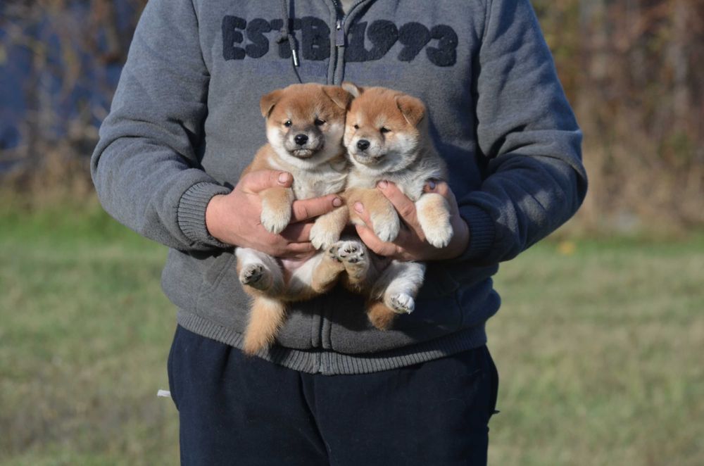 Шиба/Сіба/Shiba, КСУ-FCI! Київ, або відправлю. Є "Оплата частинами"