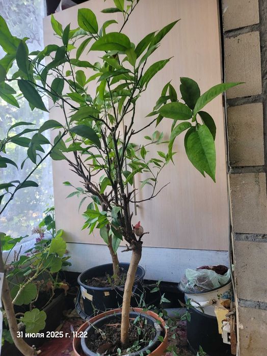 Лимони, мандарини , кумквати квітучі