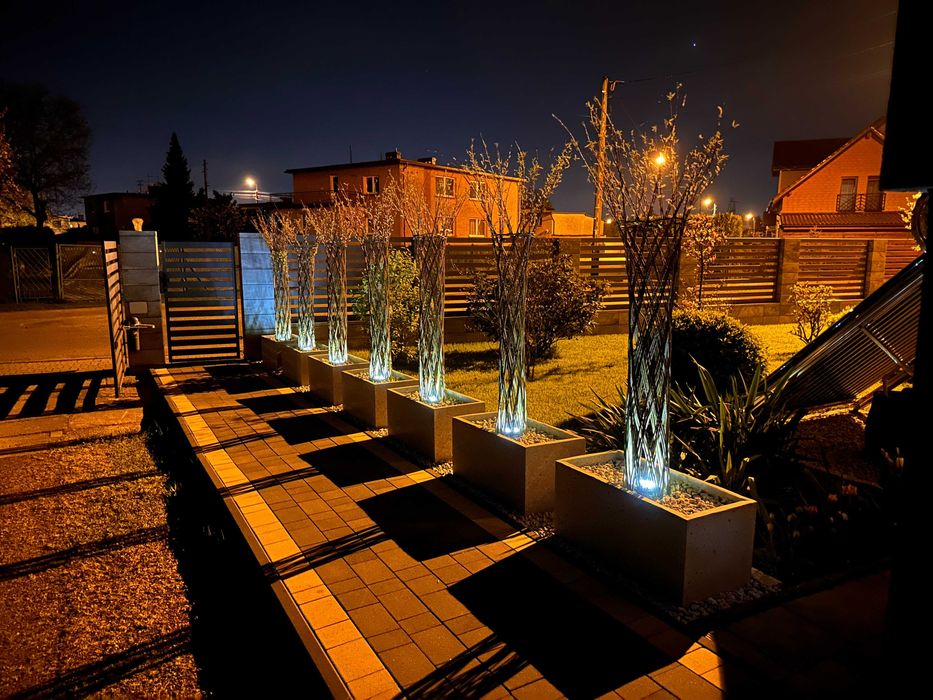 Wierzba pleciona 2 metry, drzewko ozdobne do ogrodu