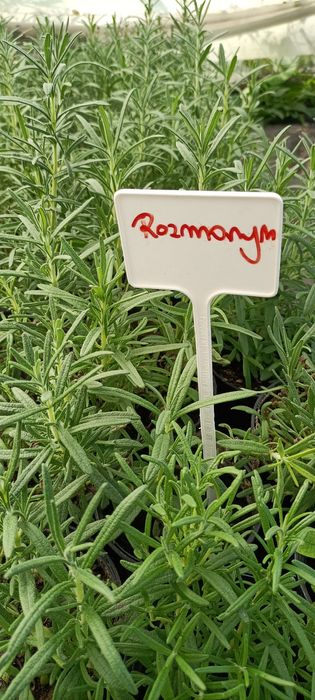 Świeże zioła doniczkowe + kwiaty jadalne