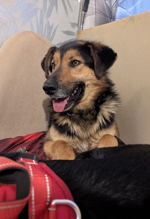 Borowik uratowany z  schroniska szuka ukochanego domu